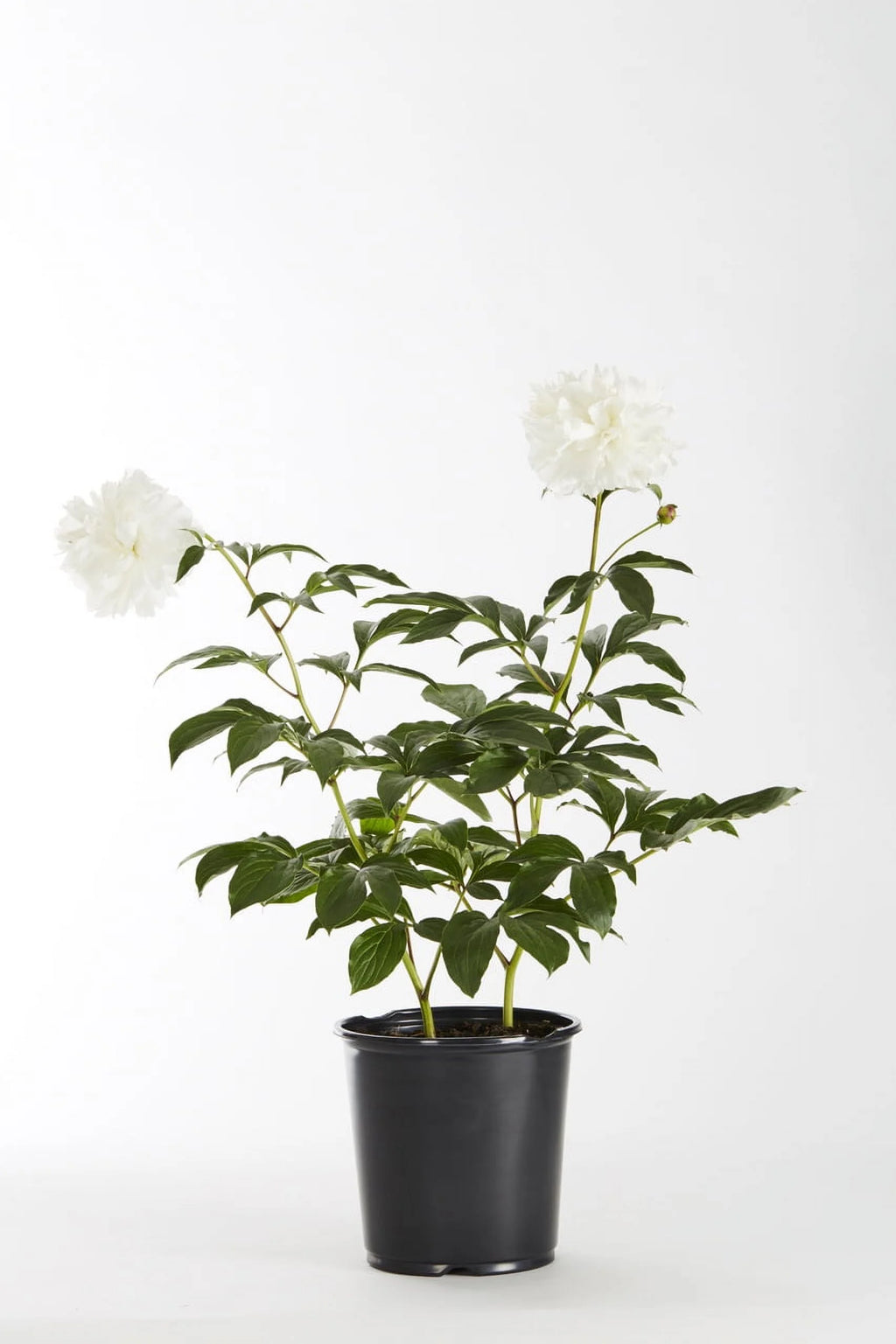 White Peony Live Plants with Grower Pots Y3424