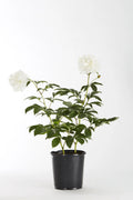 White Peony Live Plants with Grower Pots Y3424