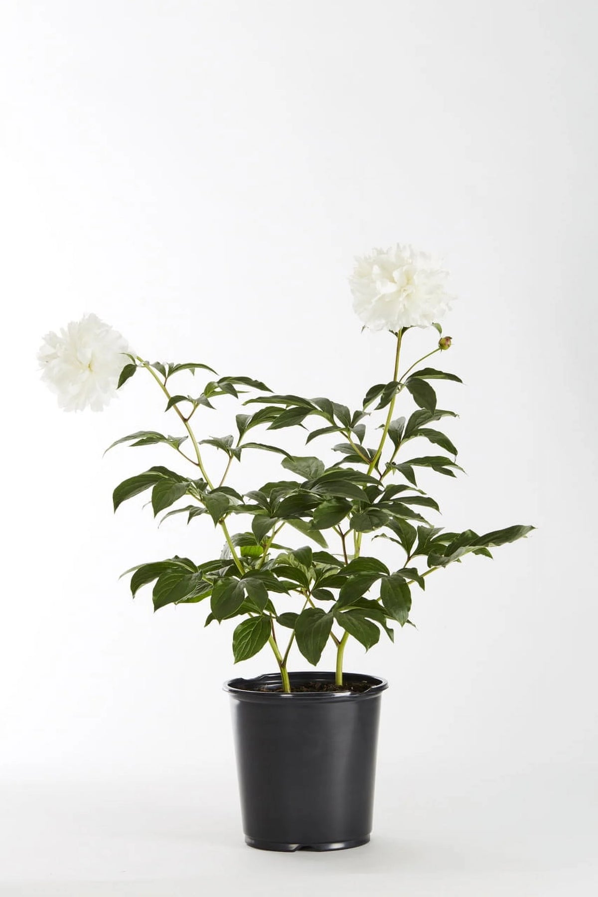 White Peony Live Plants with Grower Pots Y3424
