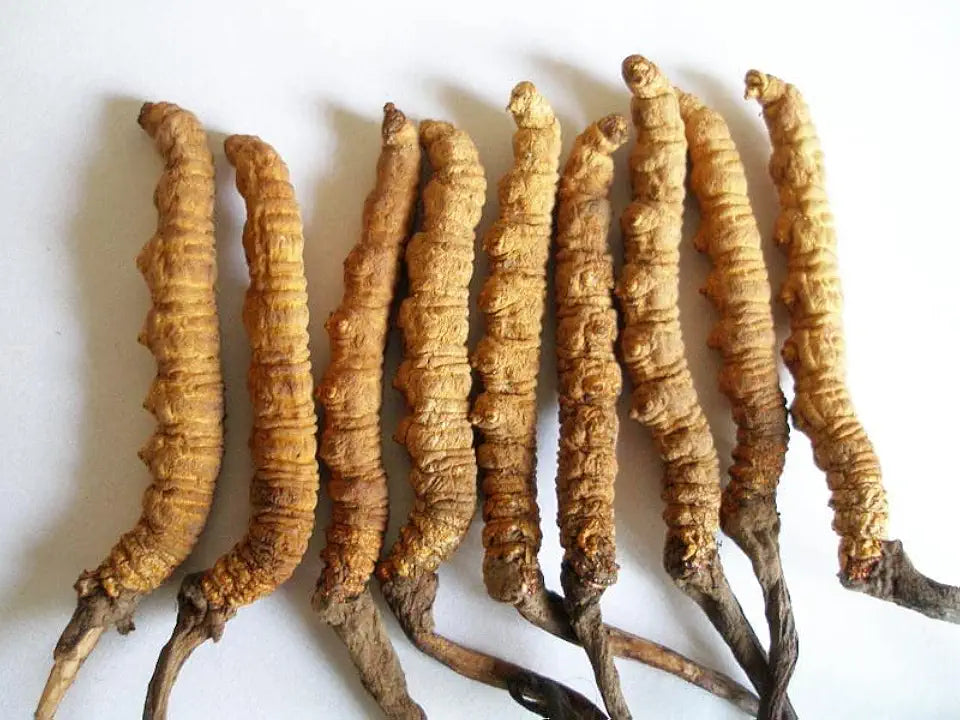 Whole Cordyceps Sinensis Mushroom 5g D465826