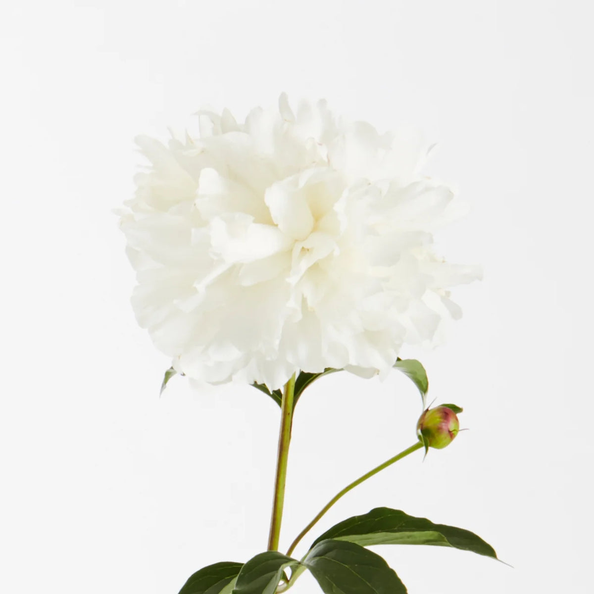 White Peony Live Plants with Grower Pots Y3424