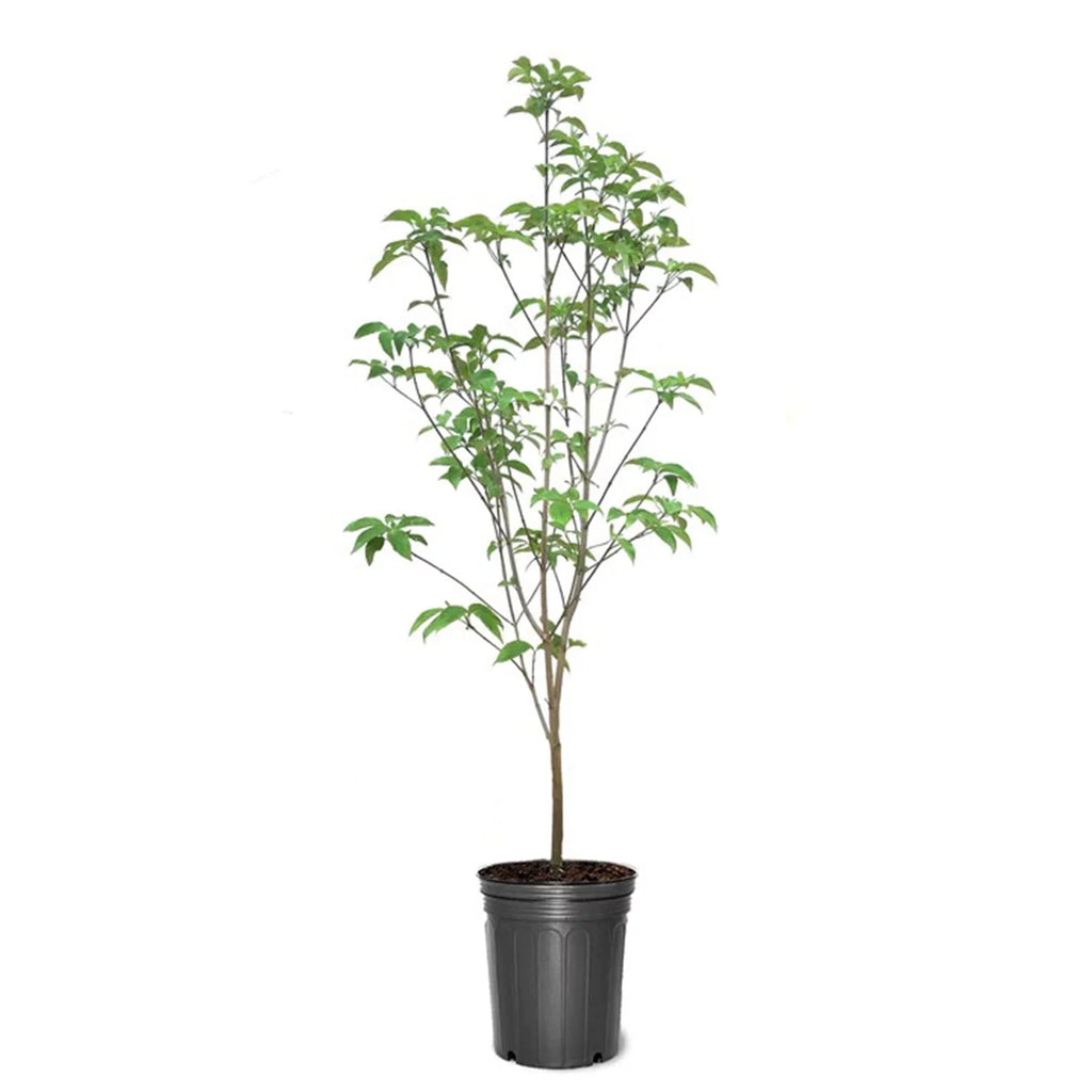18" Pink Flowering Dogwood Tree Live Plant with Pot Y244380