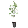 18" Pink Flowering Dogwood Tree Live Plant with Pot Y244380