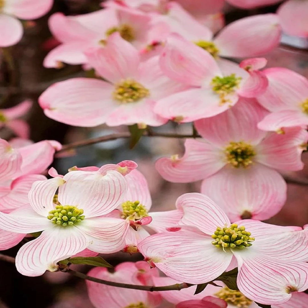 18" Pink Flowering Dogwood Tree Live Plant with Pot Y244380