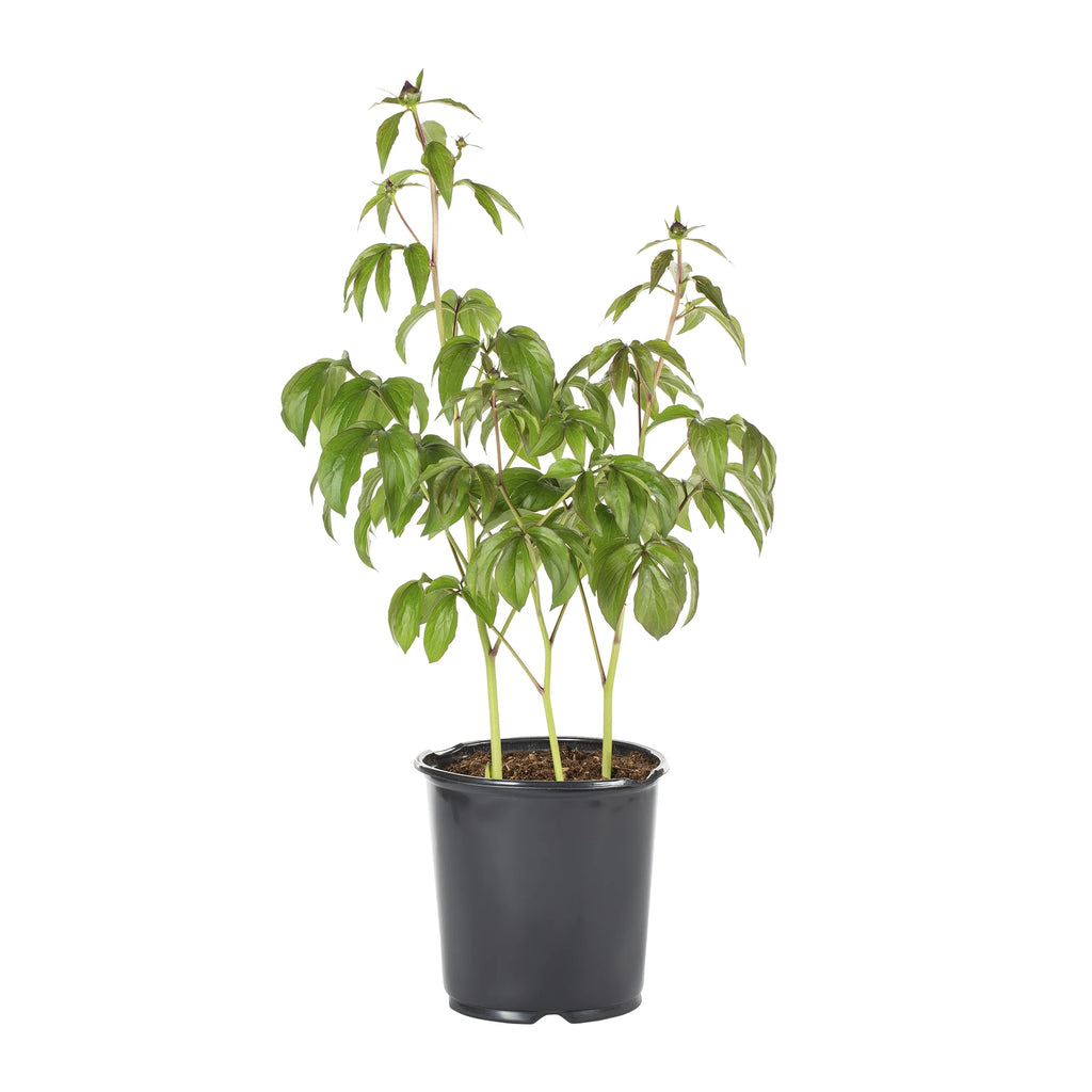 White Peony Live Plants with Grower Pots Y3424