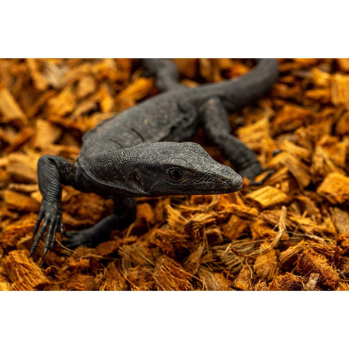Coarse Coconut Substrate Reptile Bedding A4928