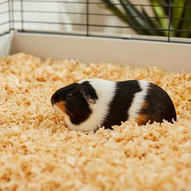 Pine Shaving Small Pet Bedding J485573